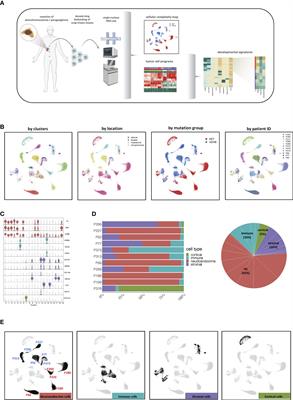 Extensive patient-to-patient single nucleus transcriptome heterogeneity in pheochromocytomas and paragangliomas